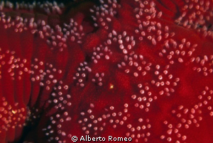 The pattern of a red starfish by Alberto Romeo 